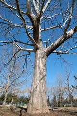 view of dry tree under pure blue sky during winter time