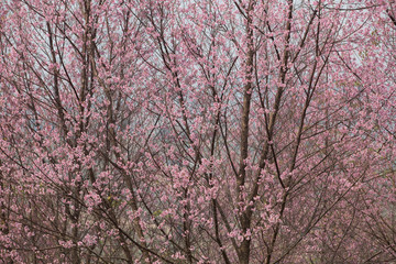 Wild Himalayan Cherry (Prunus cerasoides) at Thailand