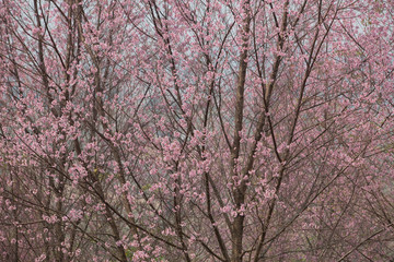 Obraz premium Wild Himalayan Cherry (Prunus cerasoides) at Thailand