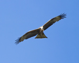 Obraz premium Red Kite (Milvus Milvus) in flight 