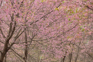 Wild Himalayan Cherry (Prunus cerasoides) at Thailand