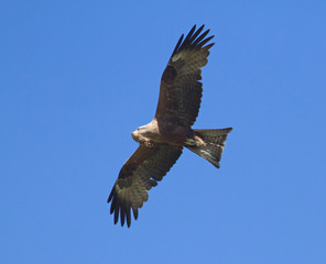 Red Kite (Milvus Milvus) in flight 