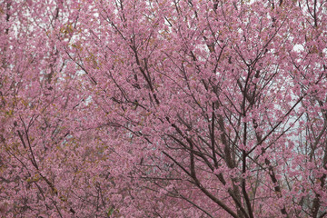 Wild Himalayan Cherry (Prunus cerasoides) at Thailand
