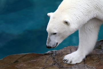 Ours blanc