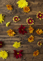 Orange, yellow and red flower heads scattered on a reclaimed wooden background 