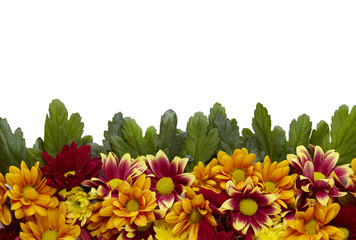 Red, orange and yellow flowers with green leaves, isolated on a white background forming a page...
