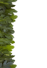 Green leaves arranged to form a page border, isolated on a white background