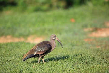 Obraz na płótnie Canvas Hadada ibis (Bostrychia hagedash) in Queen Elizabeth National Park, Uganda
