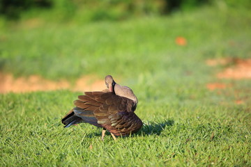 Hadada ibis (Bostrychia hagedash) in Queen Elizabeth National Park, Uganda

