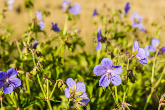 Geranium pratense, meadow crane's-bill, meadow geranium.