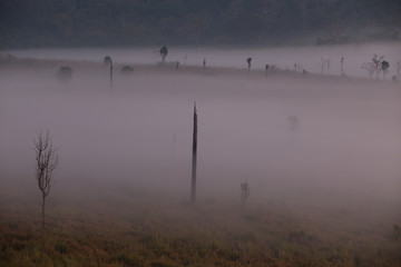 Naklejka premium Fog mountain in the early morning sunrise