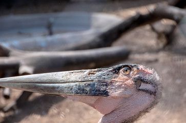 head closeup view of a marabou stork
- 115384444