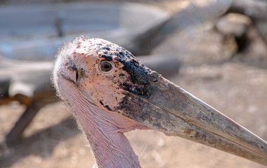 head closeup view of a marabou stork
- 115384488