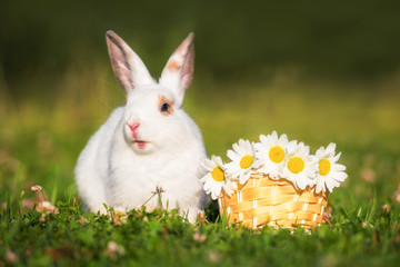 Little funny rabbit with a basket full of flowers