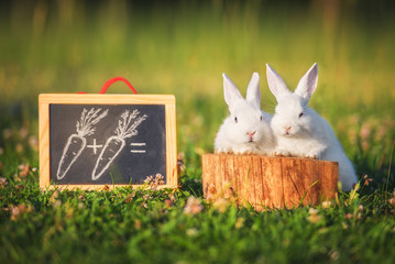 Two little dwarf rabbits on mathematics lesson