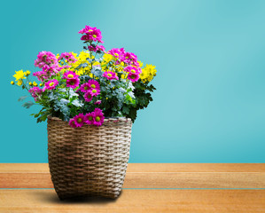 Basket Flowers blossom on table. Basket Flowers with copy space. Gardening concept