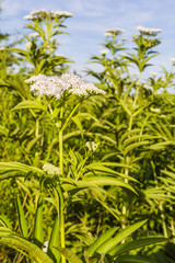 Flower inflorescence of Sambucus ebulus.