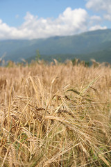 campo di frumento dorato pronto da raccogliere con cielo azzurro