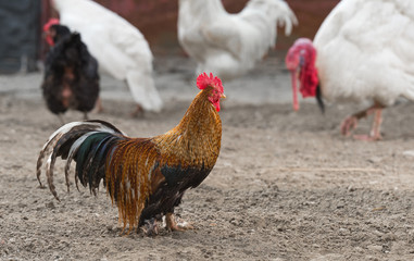 Rooster and chickens