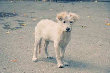 Lonely stray dog looking straight into the camera (retro style)