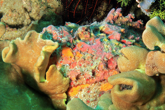 Estuarine Stonefish (Synanceia Horrida). Dampier Strait, Raja Ampat, Indonesia