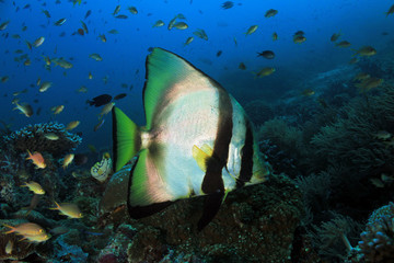 Shaded Batfish (Platax Pinnatus, aka Pinnate Batfish, Dusky Batfish, Red-faced Batfish), Swimming over a Coral Reef. Dampier Strait, Raja Ampat, Indonesia
