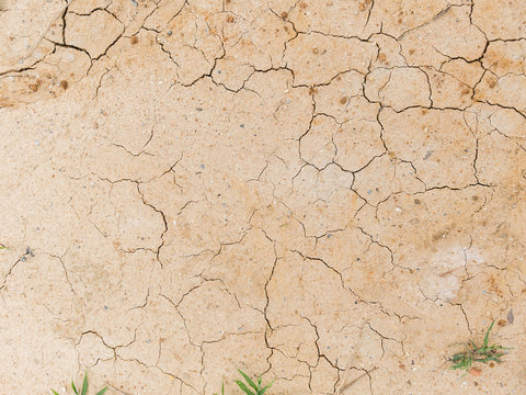 Plant surviving in dry and cracked ground