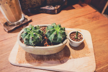 Cactus wood,cactus on wood Still Life Natural Three Cactus Plant