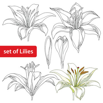Vector set with ornate white Lily flower and bud in black and in color isolated on white. Linear silhouette of opening lilies. Floral elements in contour style for summer design and coloring book. 