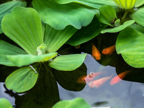 Pistia stratiotes L.and golden fish in the water.