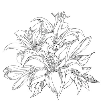 Vector bouquet with ornate white Lily flower, buds and leaves in black isolated on white. Round composition with lilies. Floral elements in contour style for summer design and coloring book.