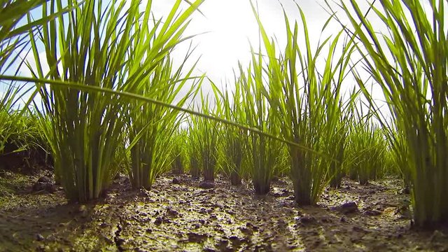Low angle, abstract, perspective shot of clustered rice stalks in neet rows, growing from the drained but muddy soil of a paddy on a farm in Southeast Asia. Video FullHD