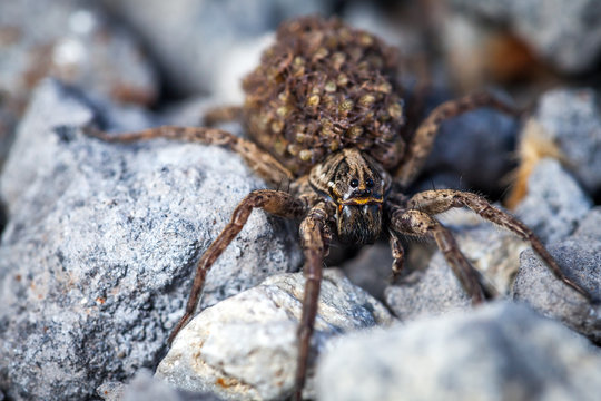 Female wolf spider with babies