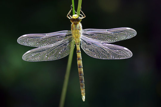 Dragonfly before their first flight