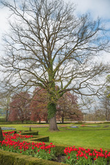 Nice Red Tulip Flower in Cesky Krumlov Castle Garden