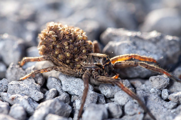 Female wolf spider with babies