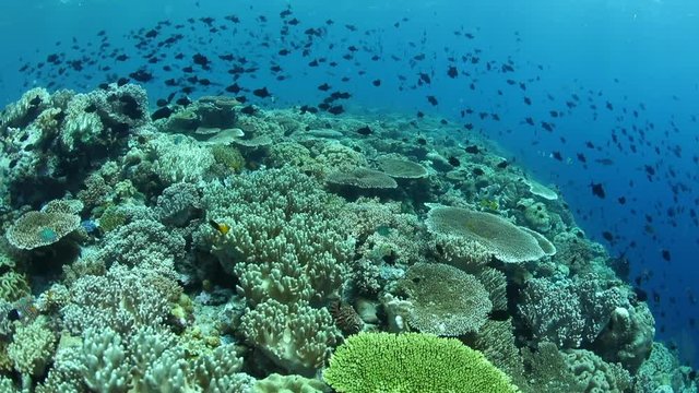 Fish and Beautiful Coral Reef in Tropical Pacific