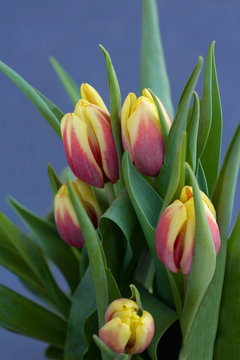 Closeup of red and yellow tulips in spring blue background