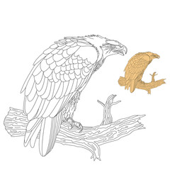 spotted eagle black line drawing vector illustration
