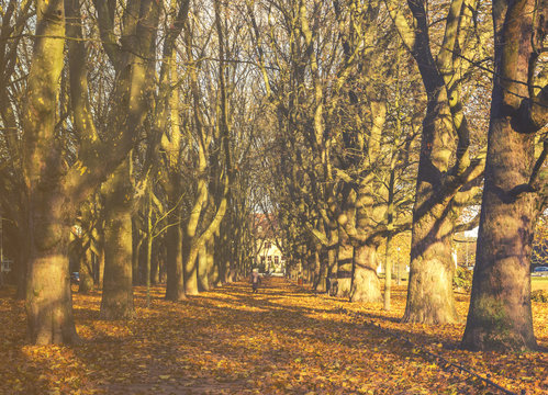 Jesienny park,aleja platanów w jesiennej szacie,zdjęcie w stylu "retro"