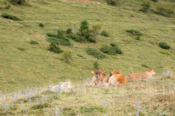 Calves resting