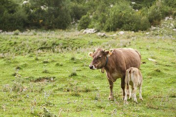 A cow and a calf