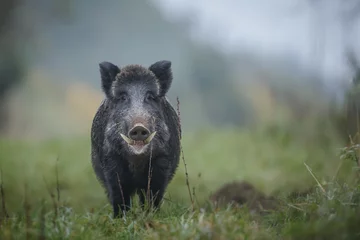 Fotobehang Male boar on a misty morning © Natureimmortal