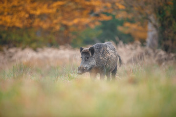 Wild boar in fall colours