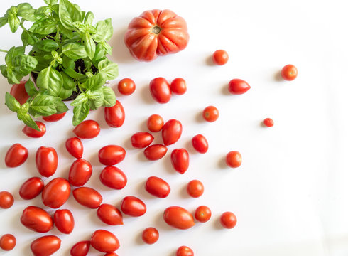 Cherry tomatoes and beef hearts with basil plant