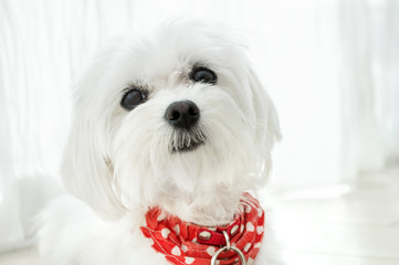 Small thoroughbred maltese with cutted hair