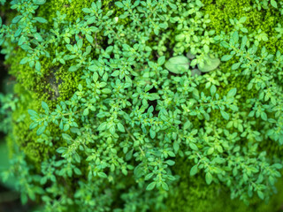 fresh green fern leaves 