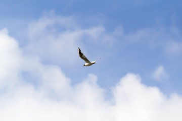 Seagull in sky