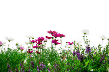 Fototapeta premium Fresh flowers and green grass on white background, Pink cosmos flowers