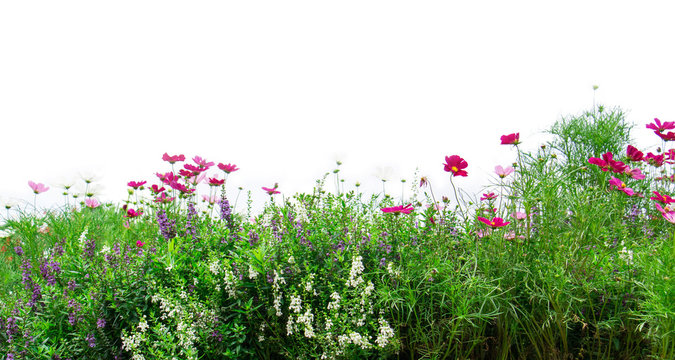 Fototapeta Fresh flowers and green grass on white background, Pink cosmos flowers
